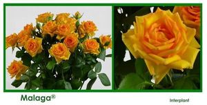 ROSE BR. MALAGA 50